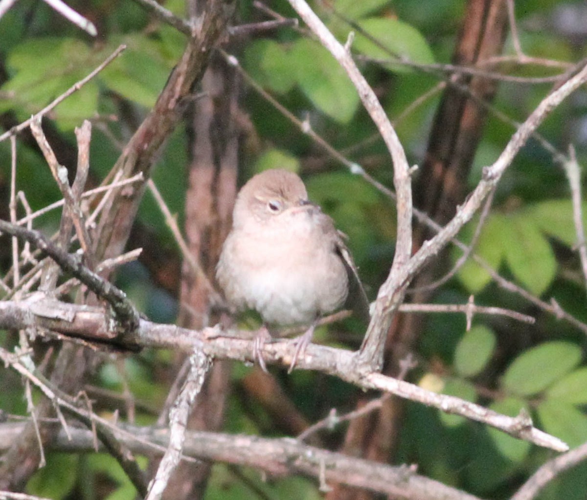 House Wren - ML266923471