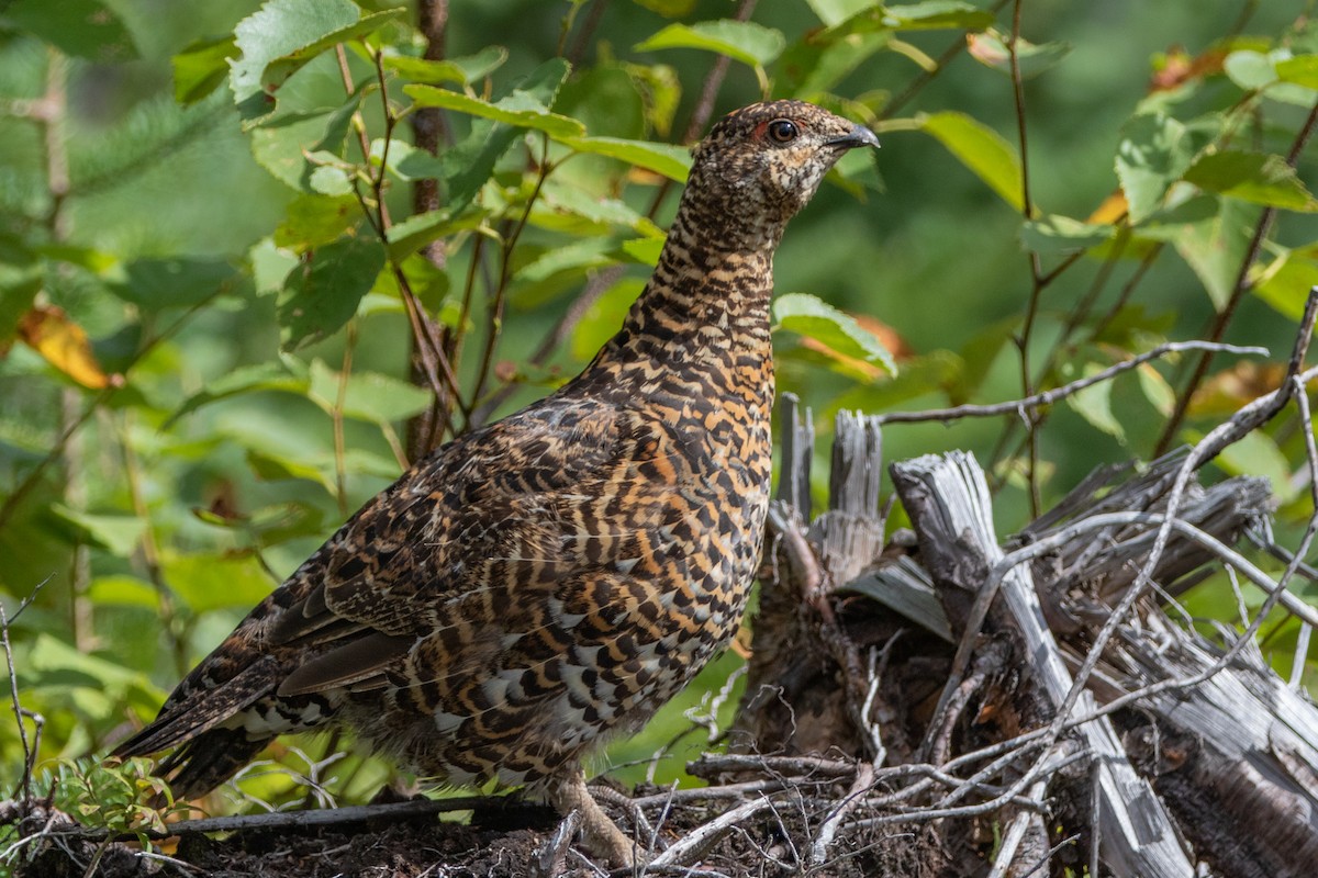 Spruce Grouse - ML266923551