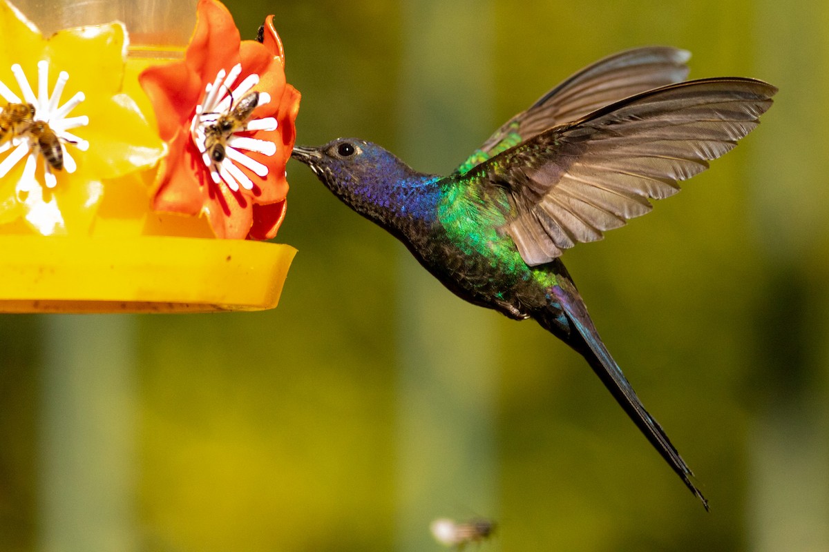 kolibřík vlaštovčí - ML266923581