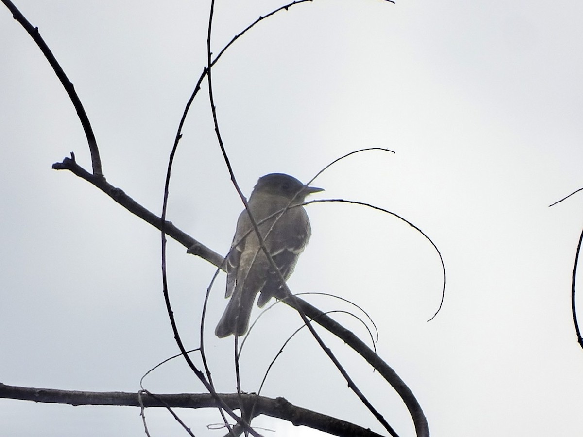 Empidonax sp. - ML266927161