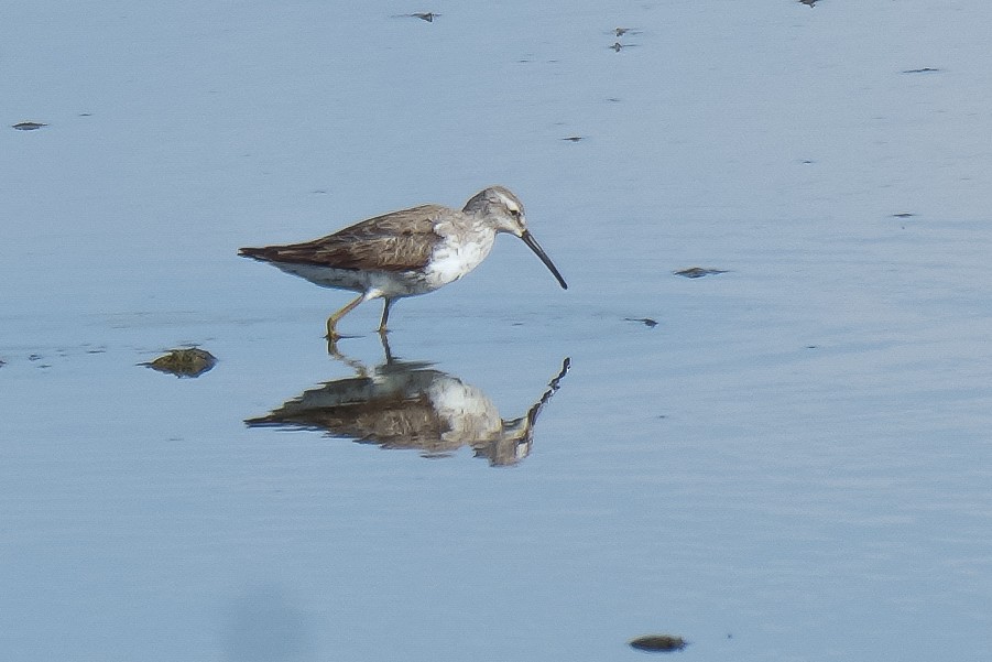 Stilt Sandpiper - Luis Piñeyrua