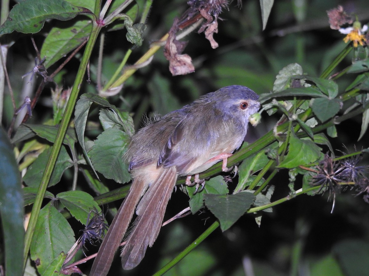 Yellow-bellied Prinia - ML266927781