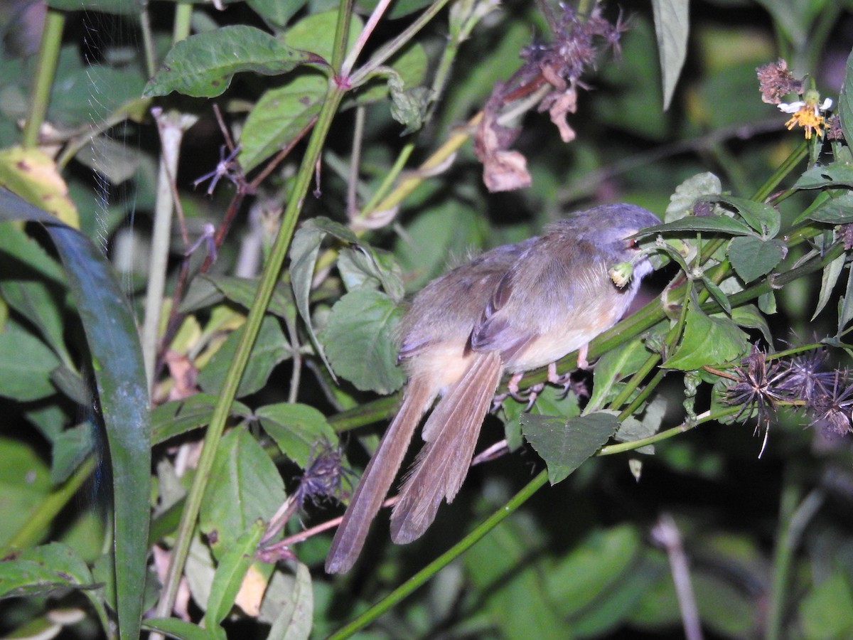 Prinia Ventriamarilla - ML266927841