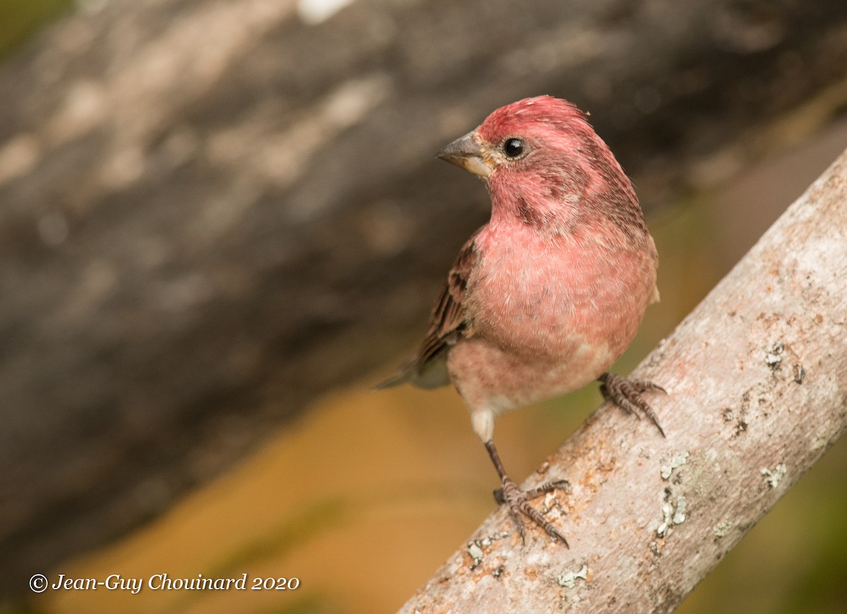 Purple Finch - ML266929721