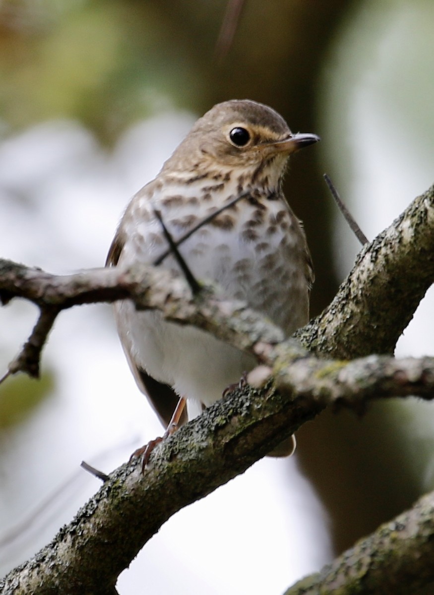 Swainson's Thrush - Jeffrey Boland