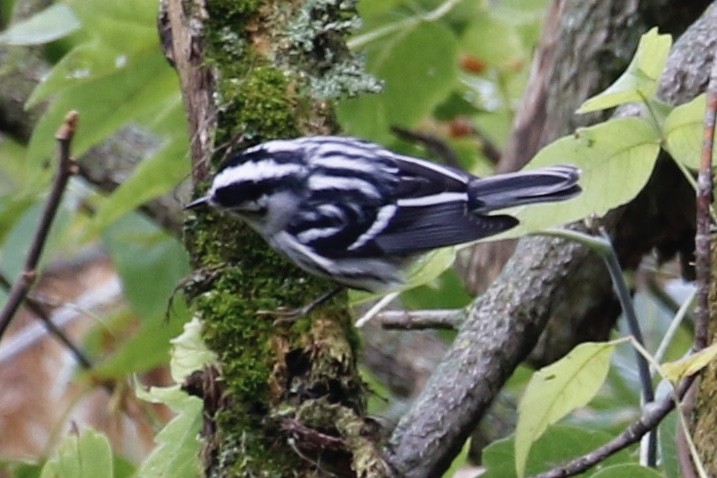 Black-and-white Warbler - ML266931531