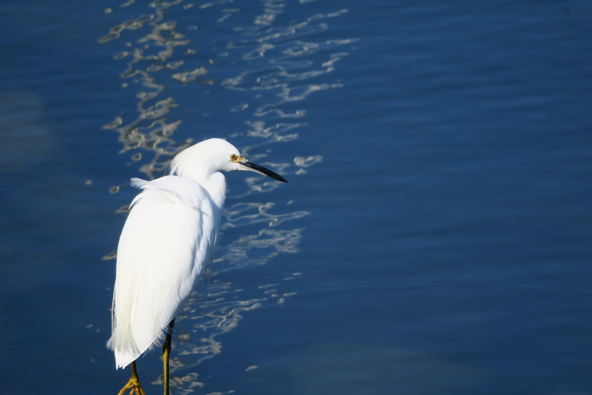 Snowy Egret - ML266933081