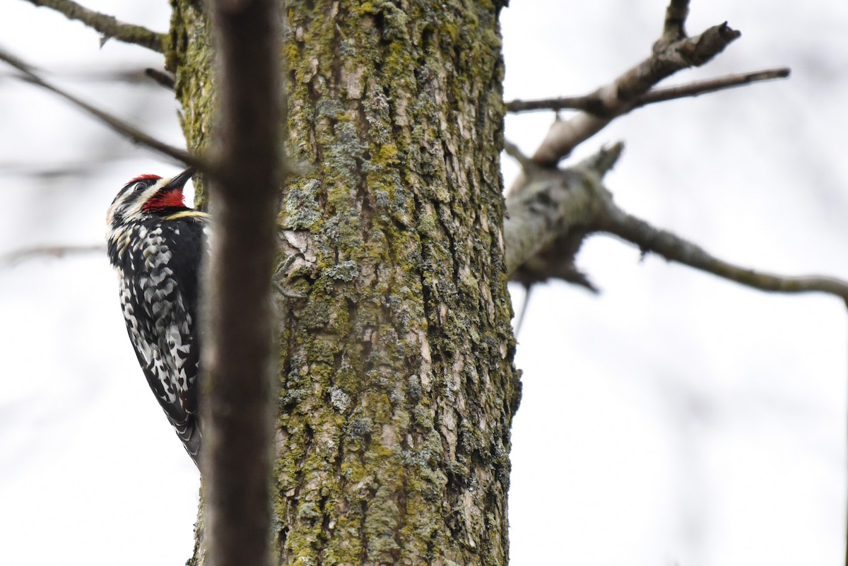 Yellow-bellied Sapsucker - ML26693391