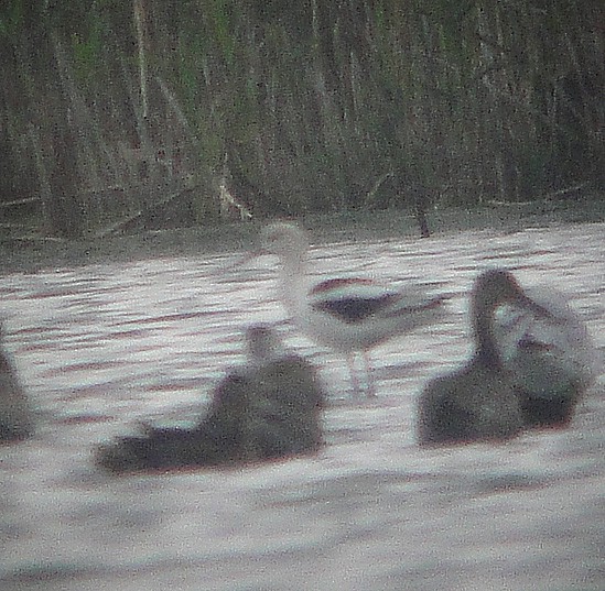 American Avocet - ML266934821