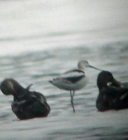 American Avocet - ML266934861