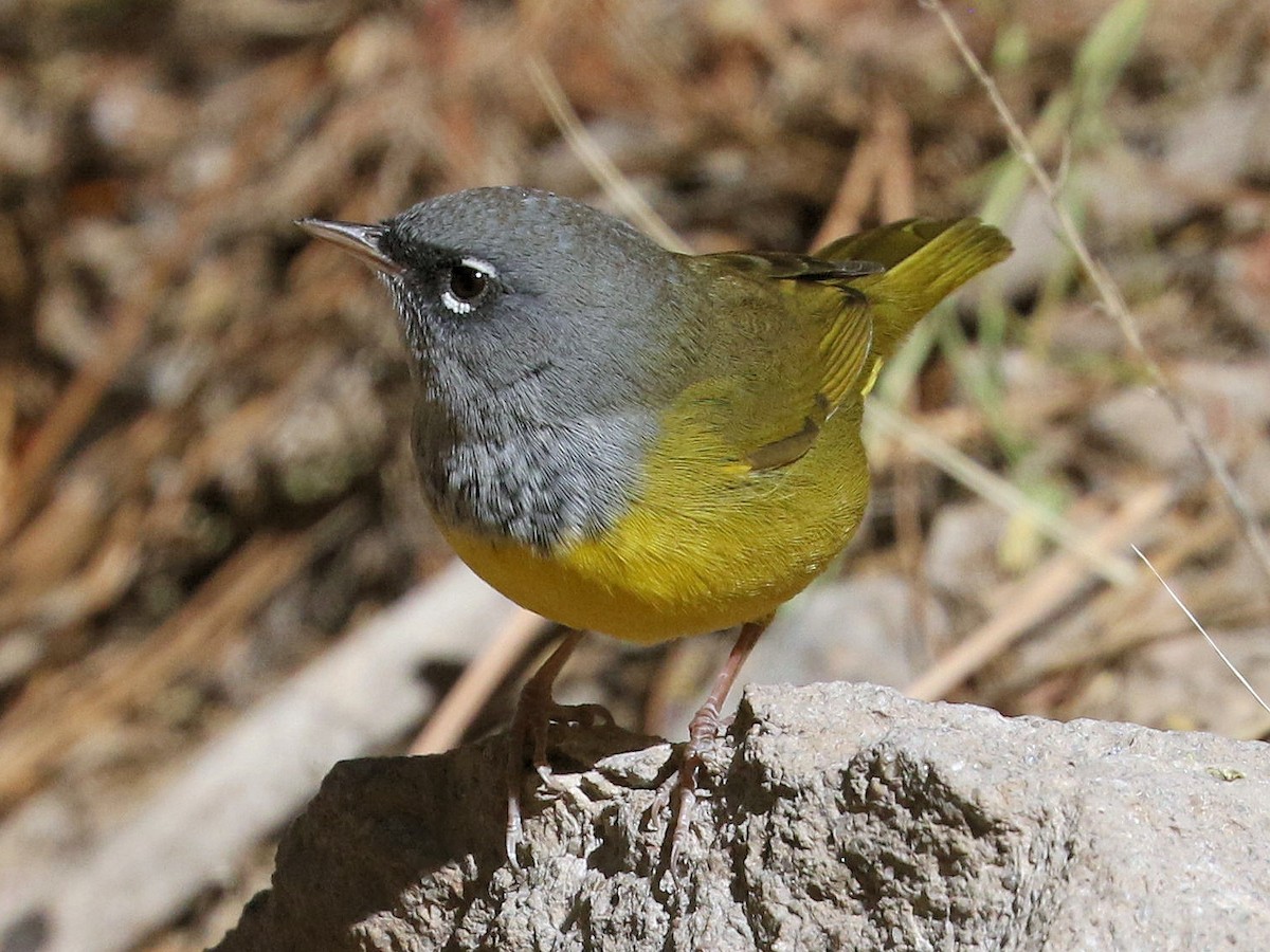 MacGillivray's Warbler - Bob Walker