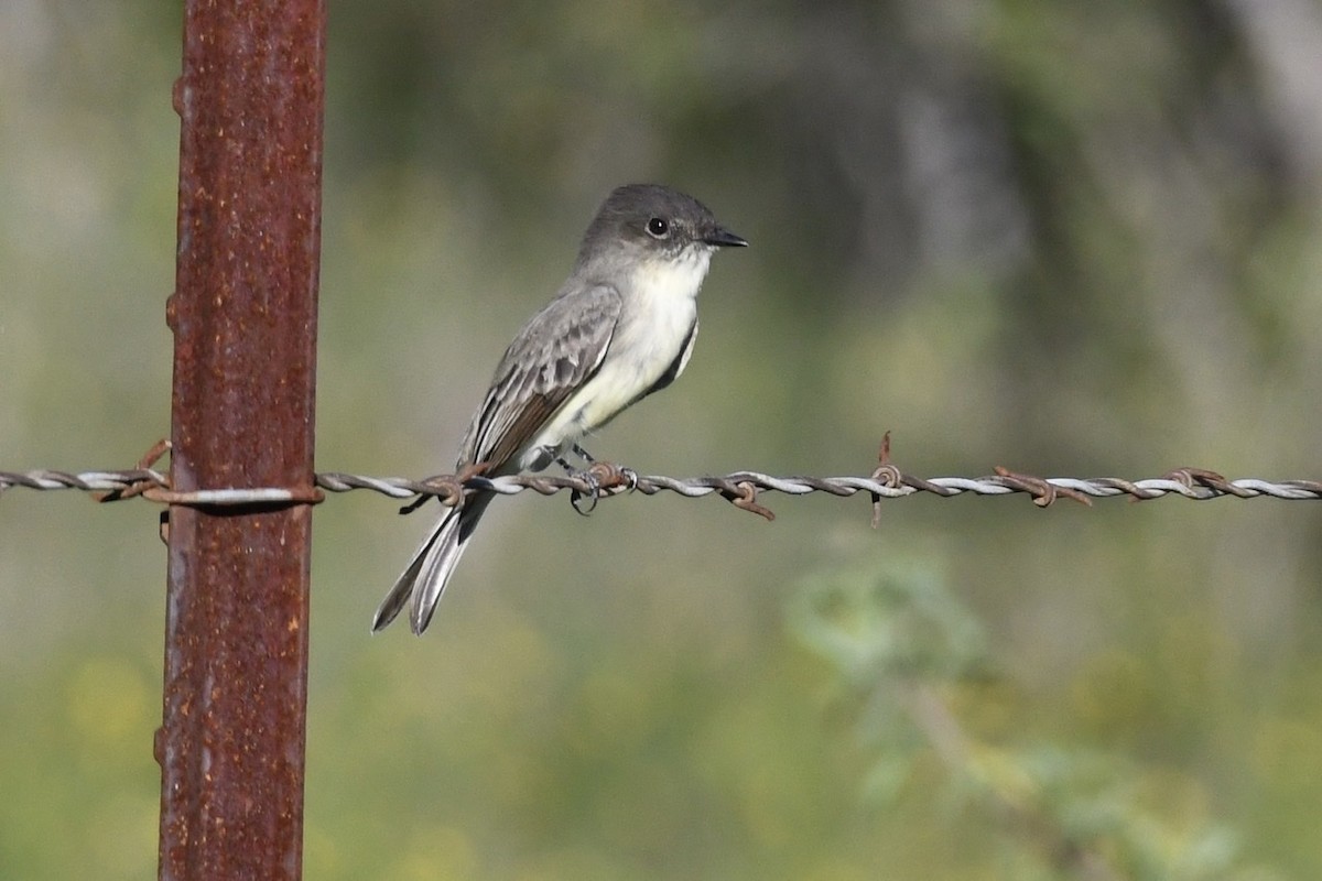 Eastern Phoebe - ML266935081