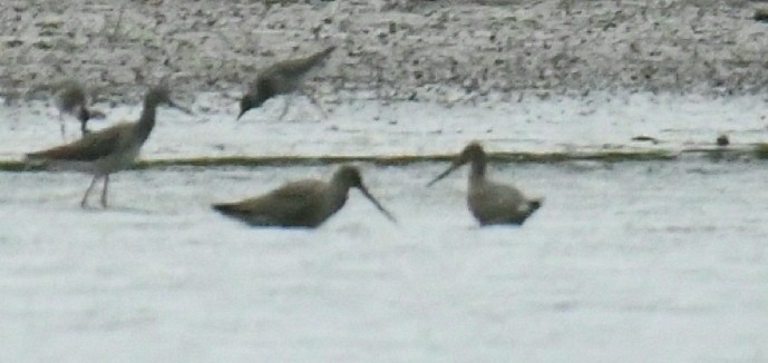 Hudsonian Godwit - ML266935151