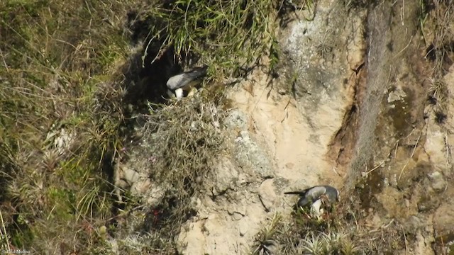 Black-chested Buzzard-Eagle - ML266935171