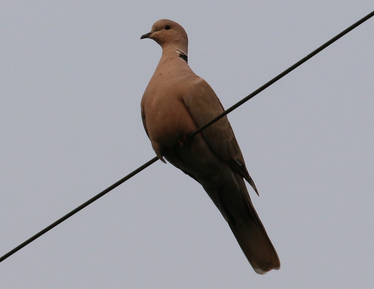 Eurasian Collared-Dove - Lindsey Mitchell