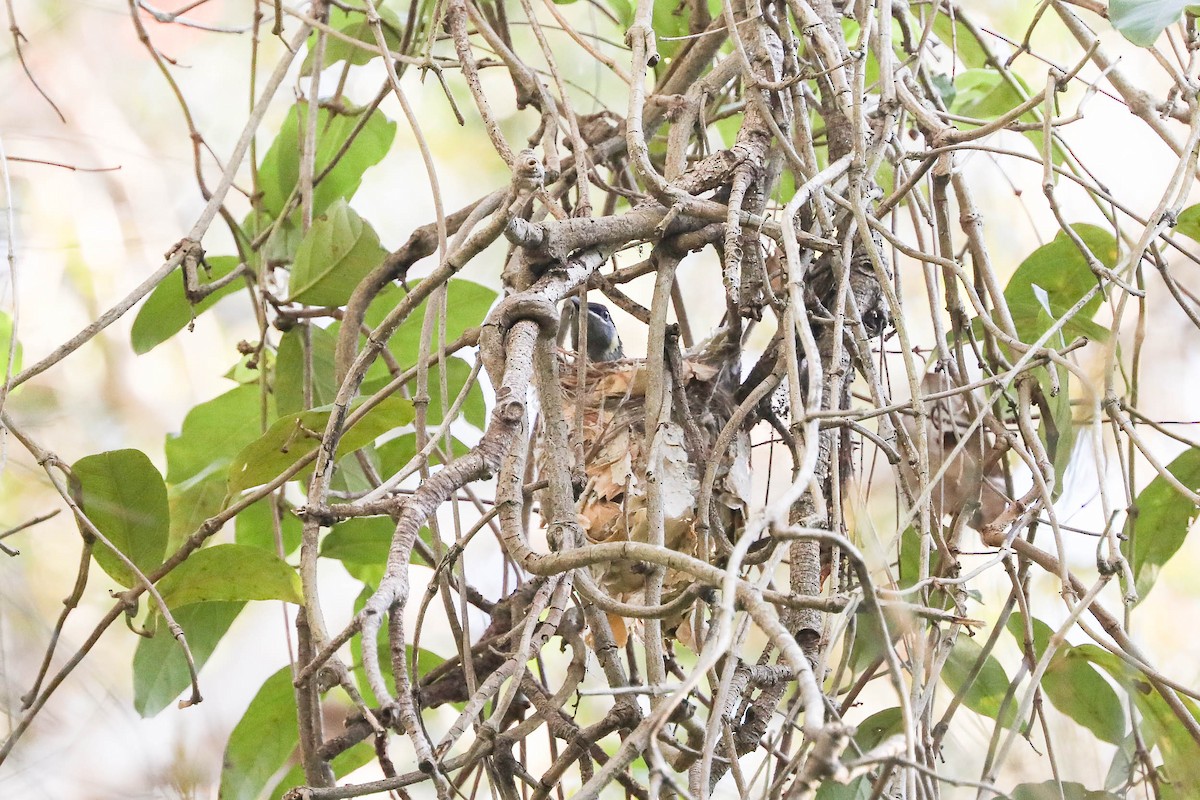 Lewin's Honeyeater - Ged Tranter