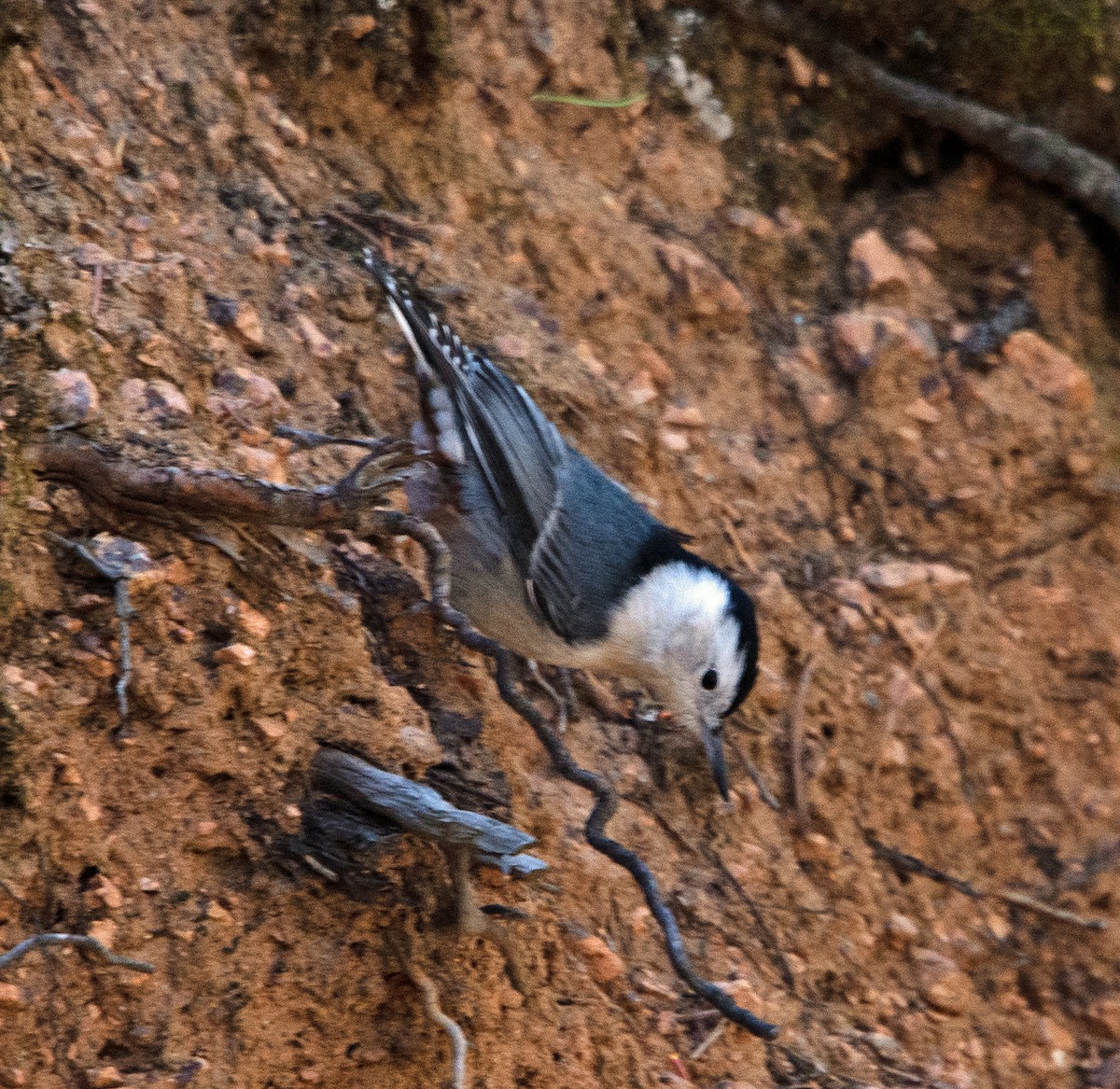 White-breasted Nuthatch - ML266939131