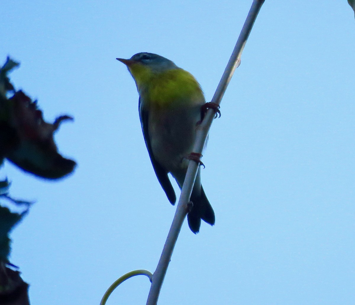 Northern Parula - ML266939711