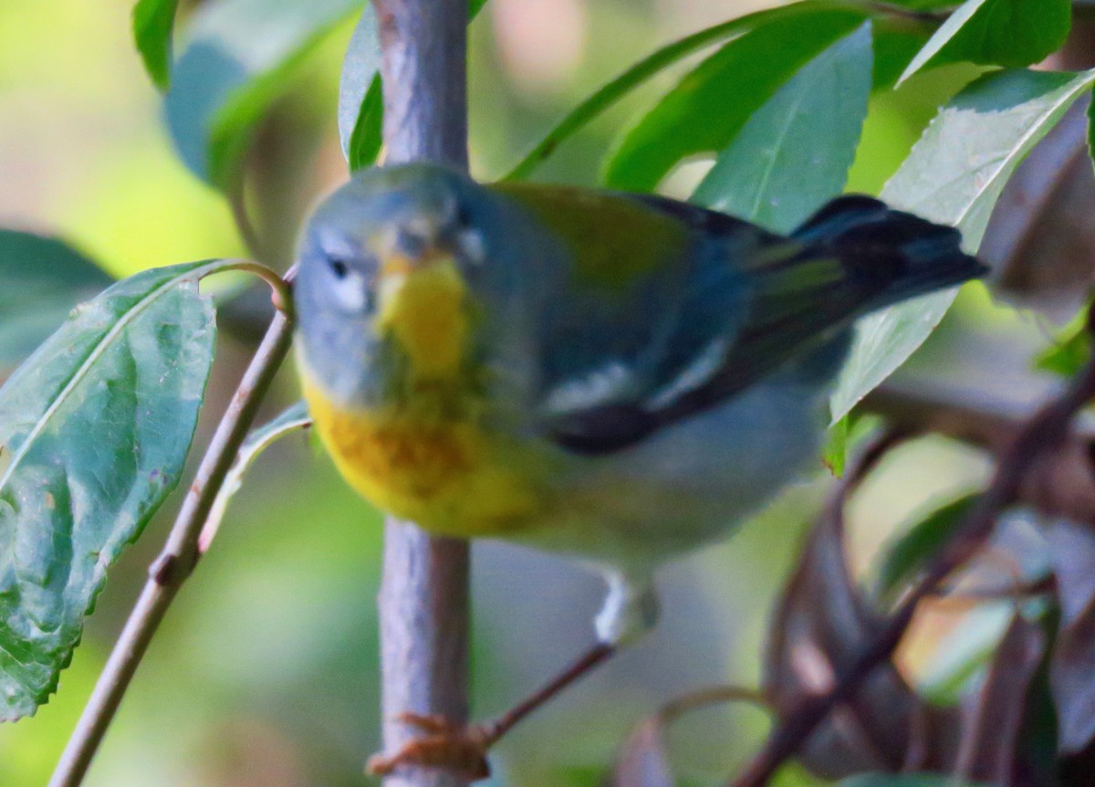 Northern Parula - ML266939731