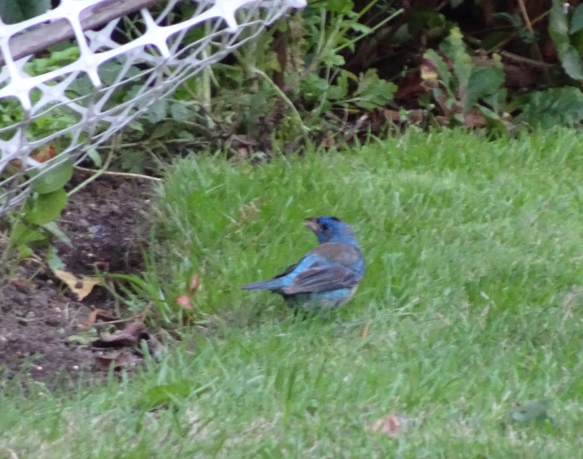 Indigo Bunting - ML266940451