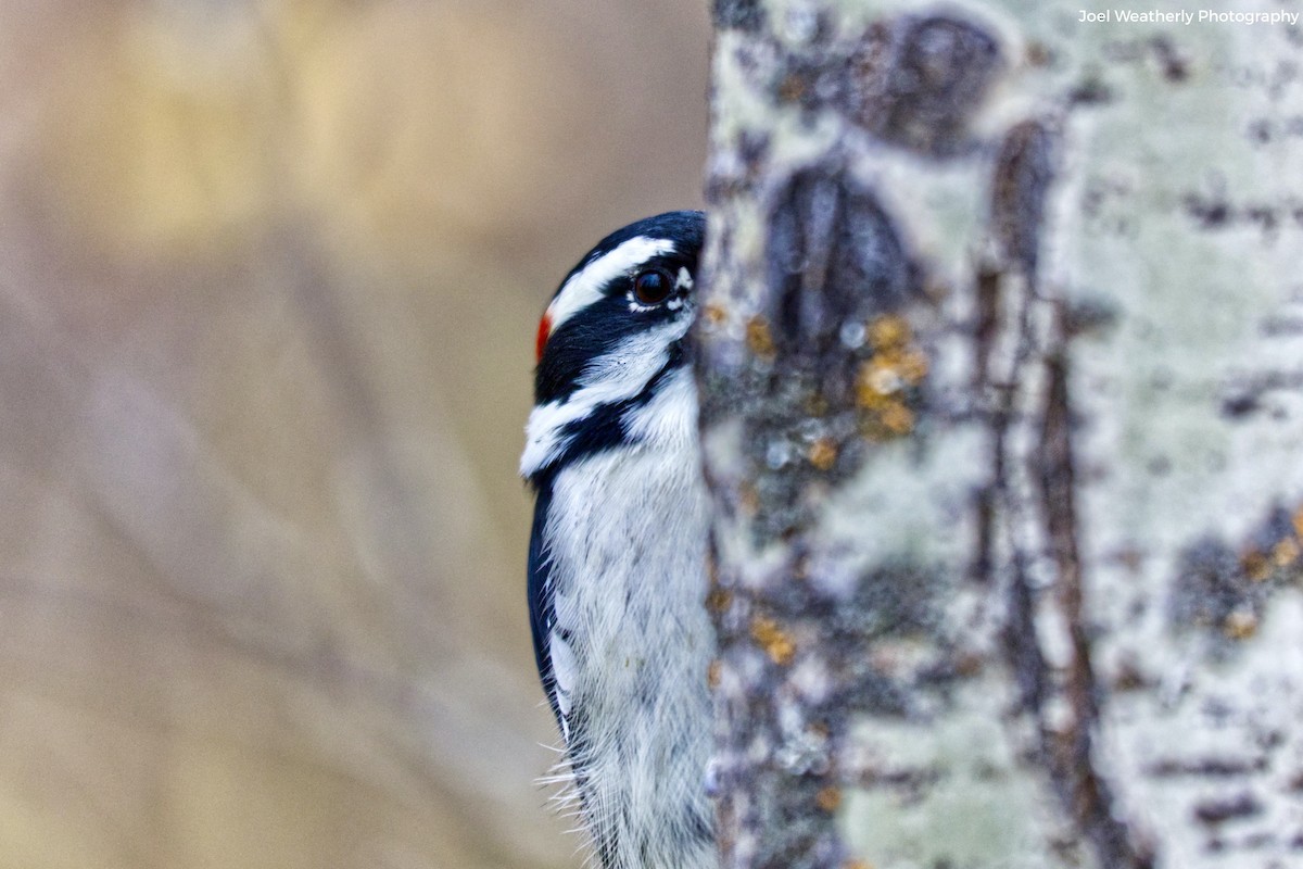 Downy Woodpecker - ML266942841
