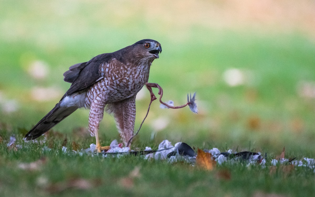 Cooper's Hawk - Matthew Bode