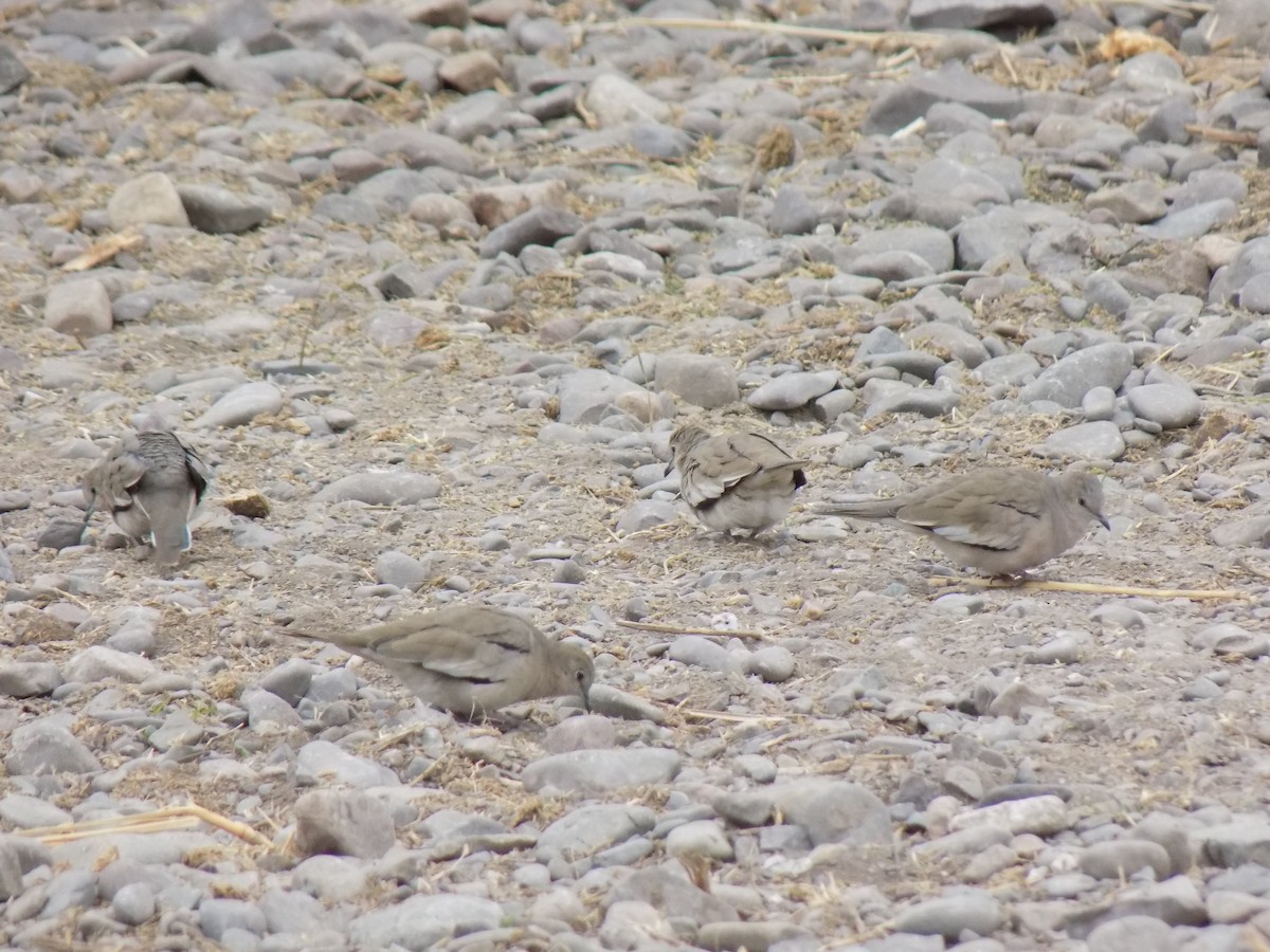 Picui Ground Dove - ML266947471