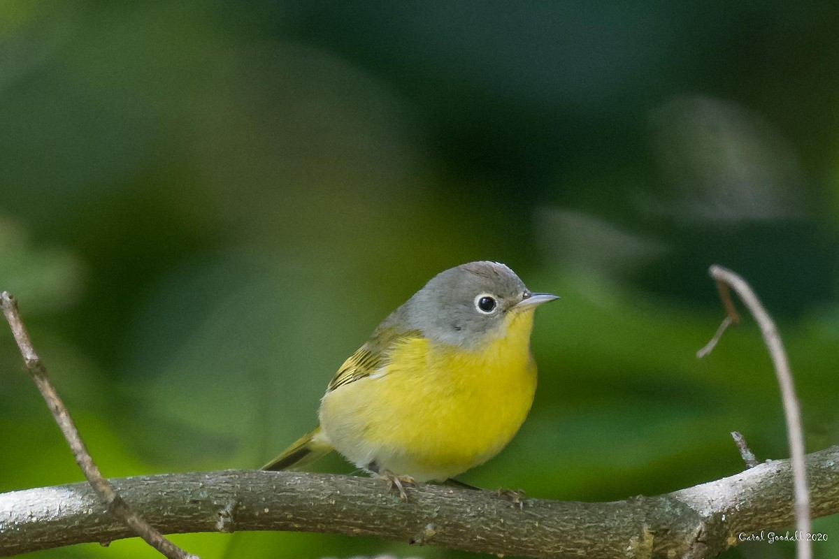 Nashville Warbler - Carol Goodall