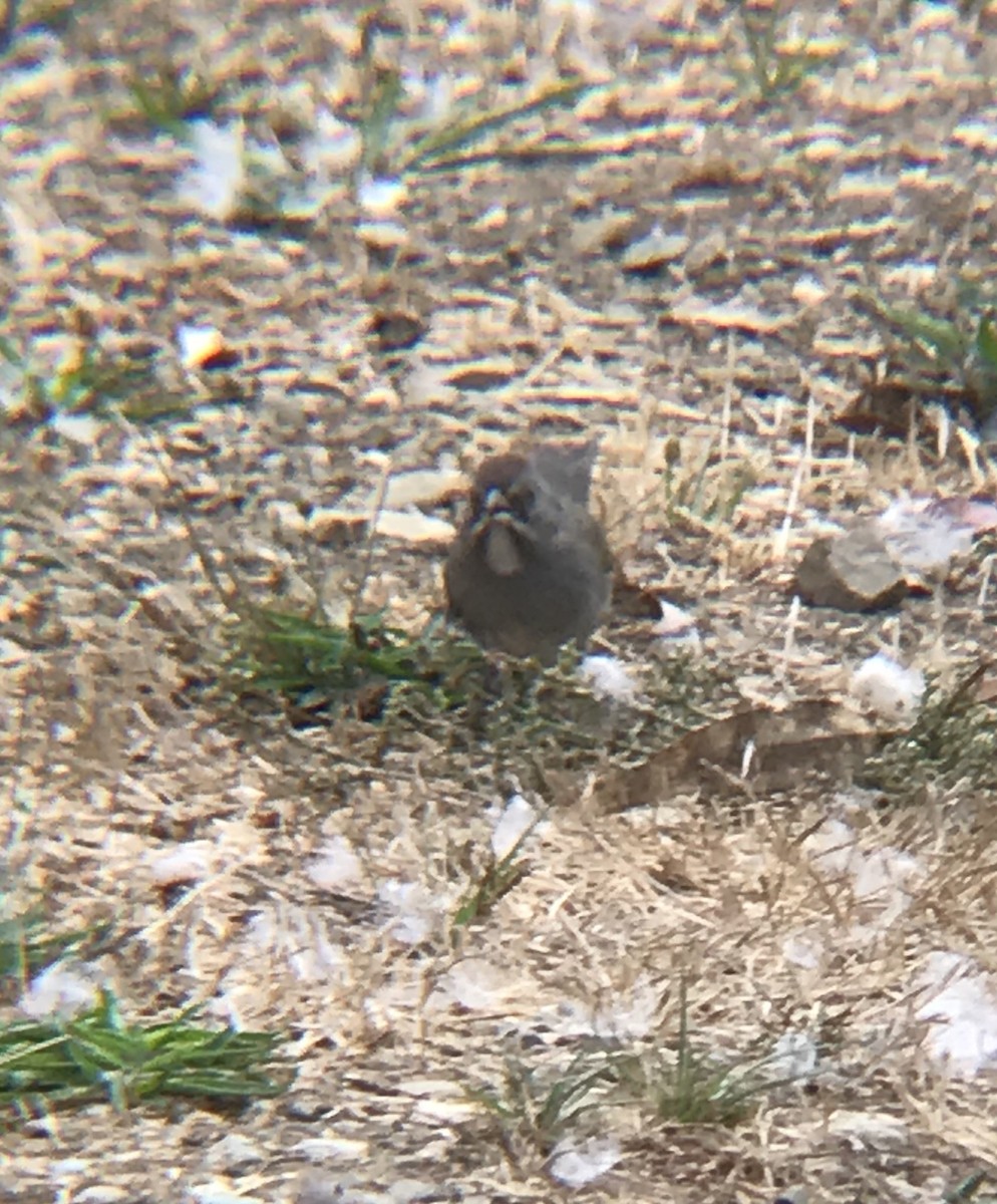 Green-tailed Towhee - ML266950231