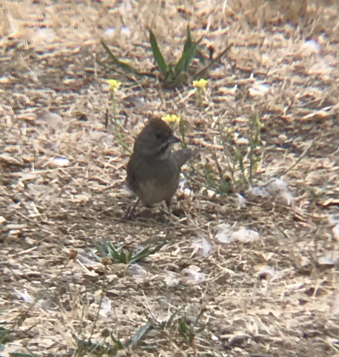 Green-tailed Towhee - Rob Denholtz