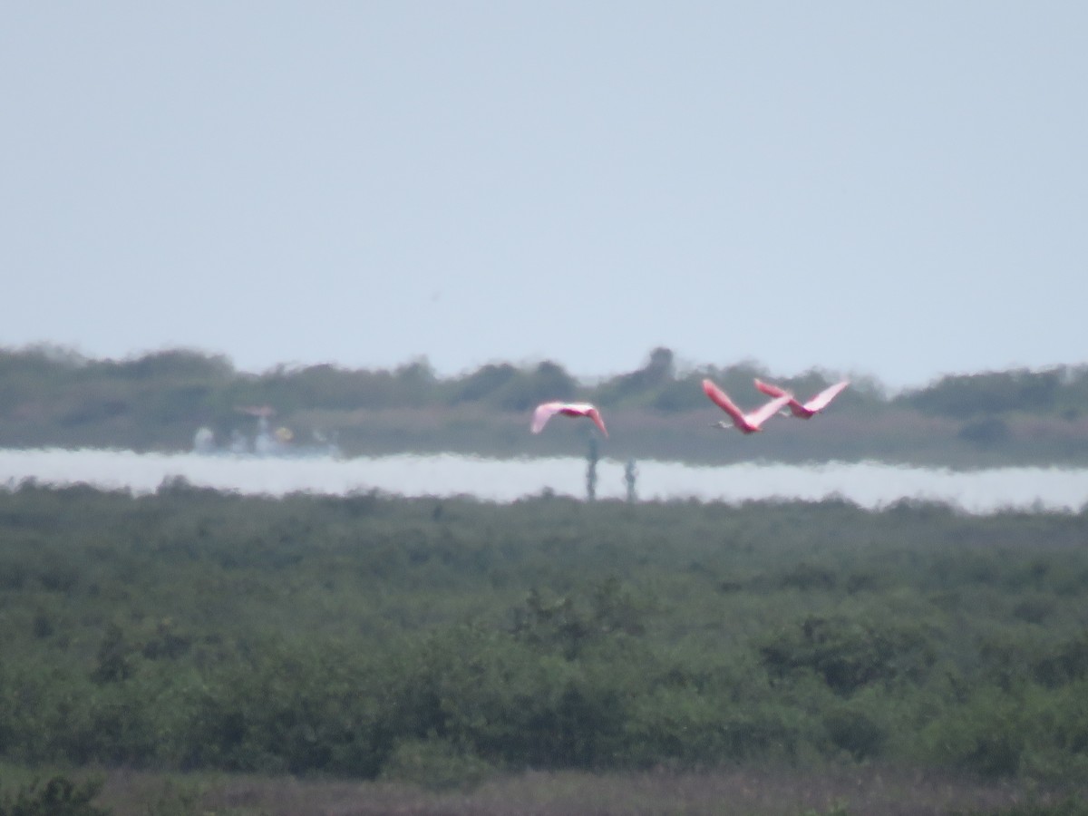 Roseate Spoonbill - ML26695061