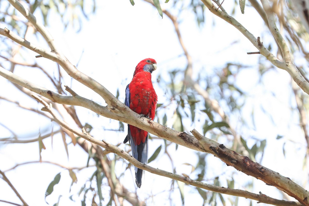 Crimson Rosella - ML266950781