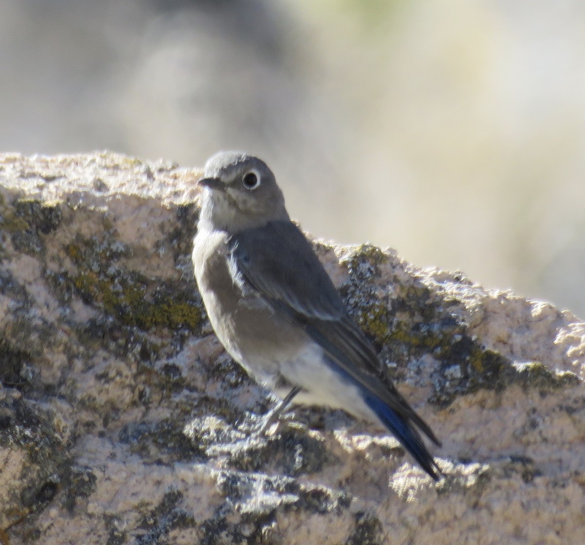 Western Bluebird - Barbara Kelley