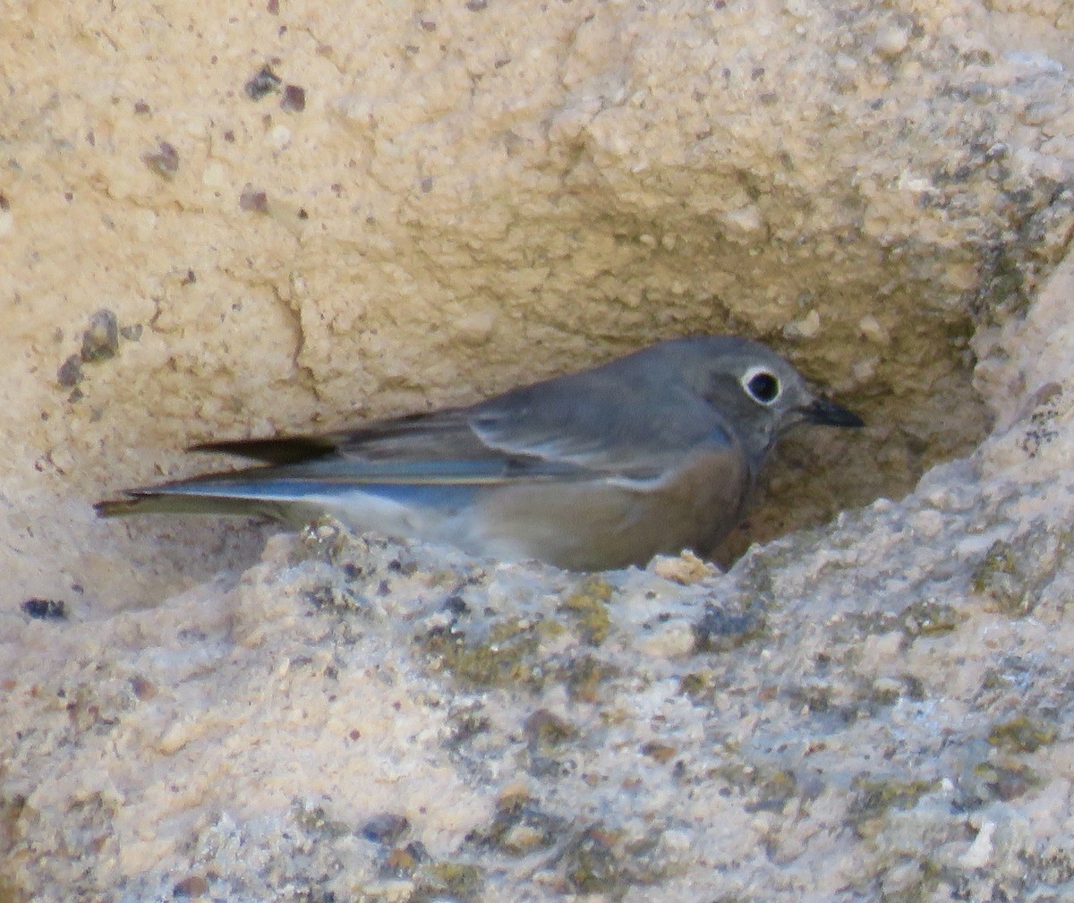 Western Bluebird - Barbara Kelley