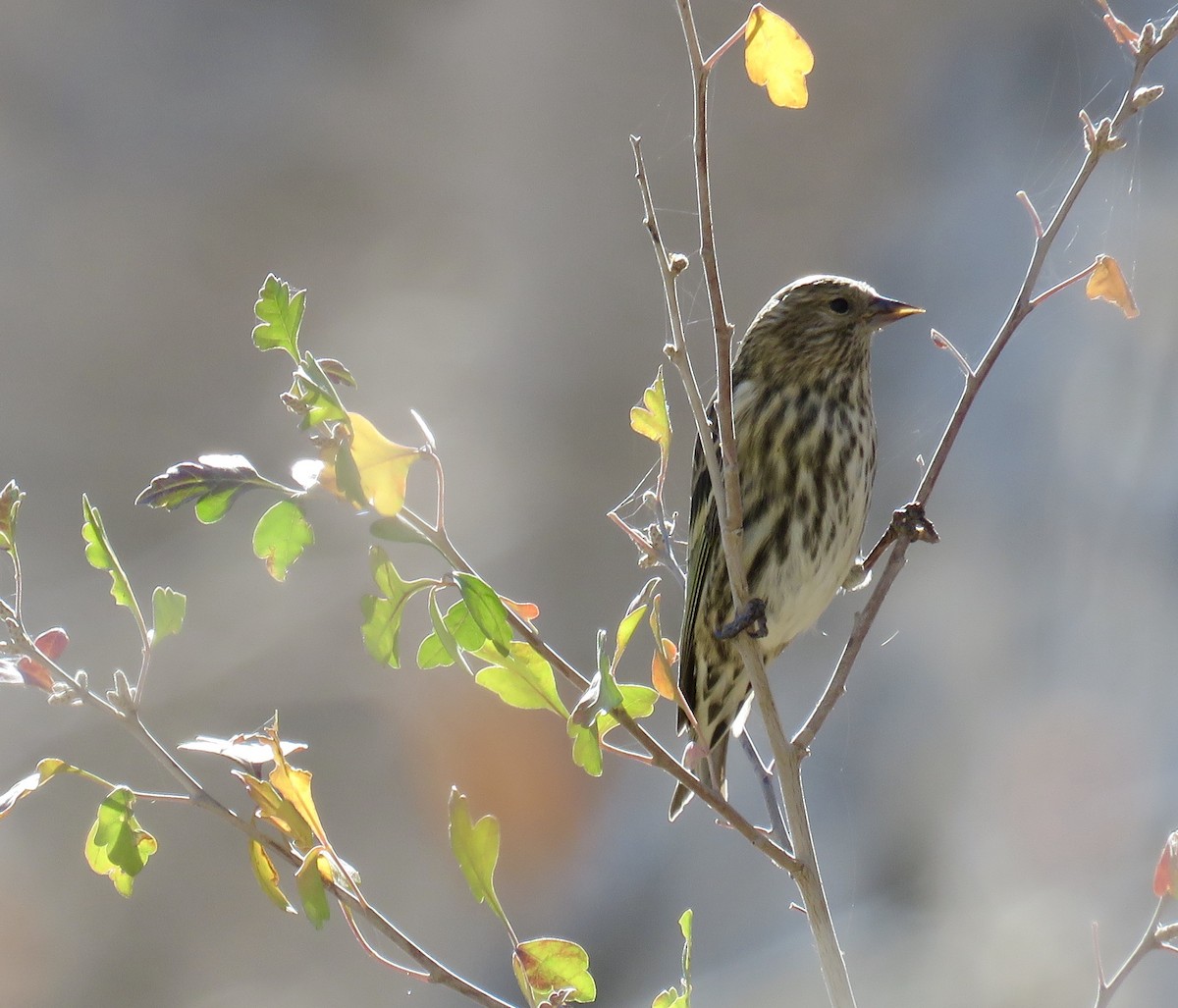 Pine Siskin - Barbara Kelley