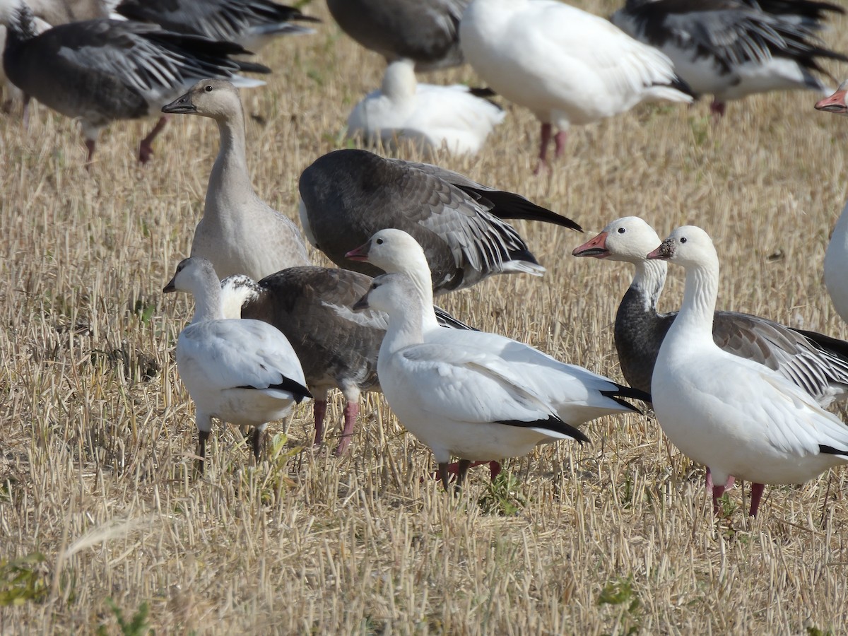 Ross's Goose - ML266951651