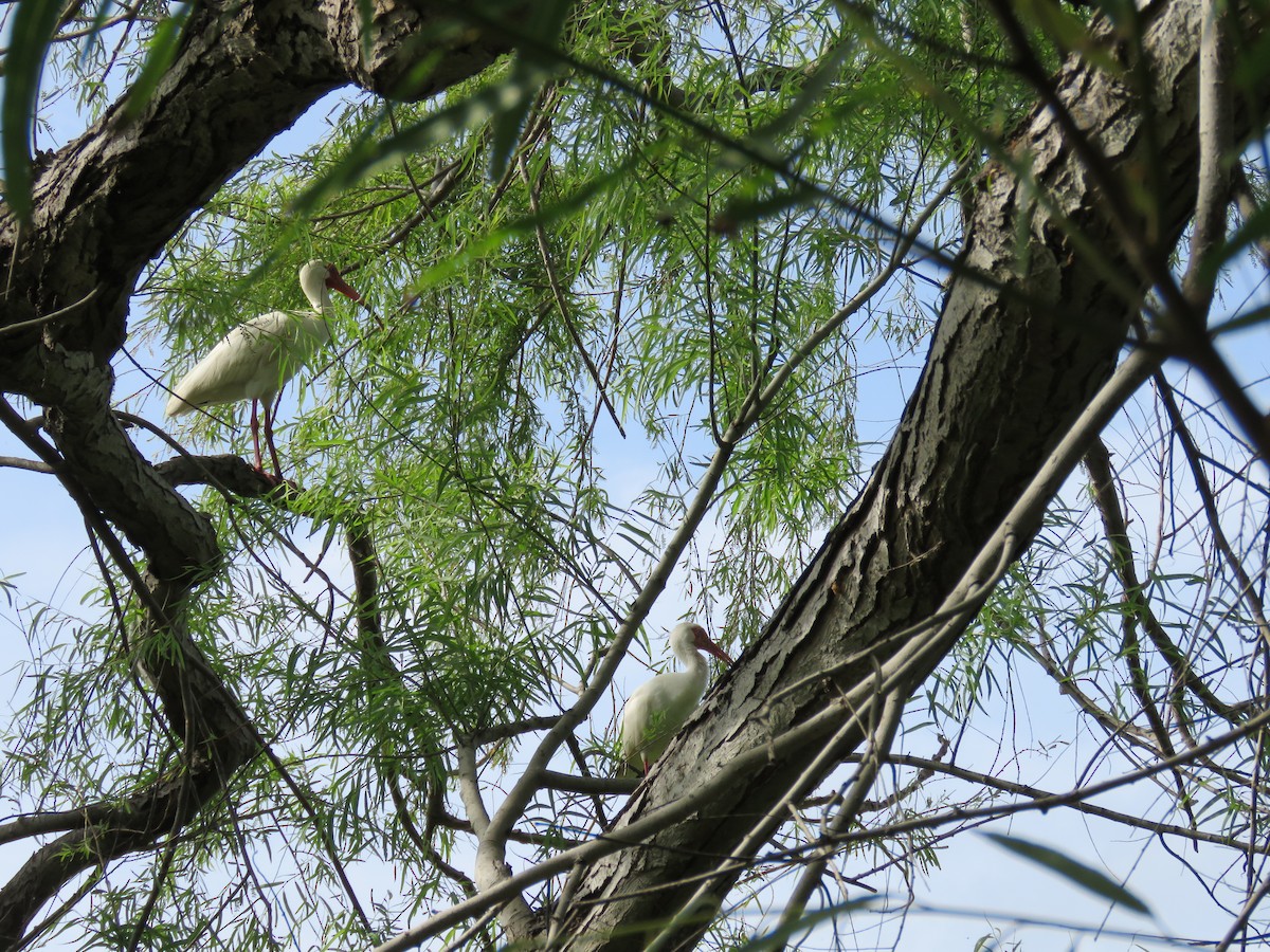 White Ibis - ML26695211