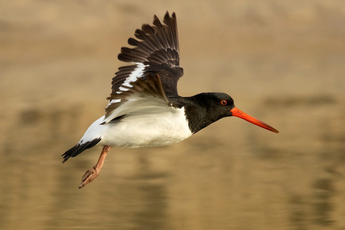 South Island Oystercatcher - ML266952581