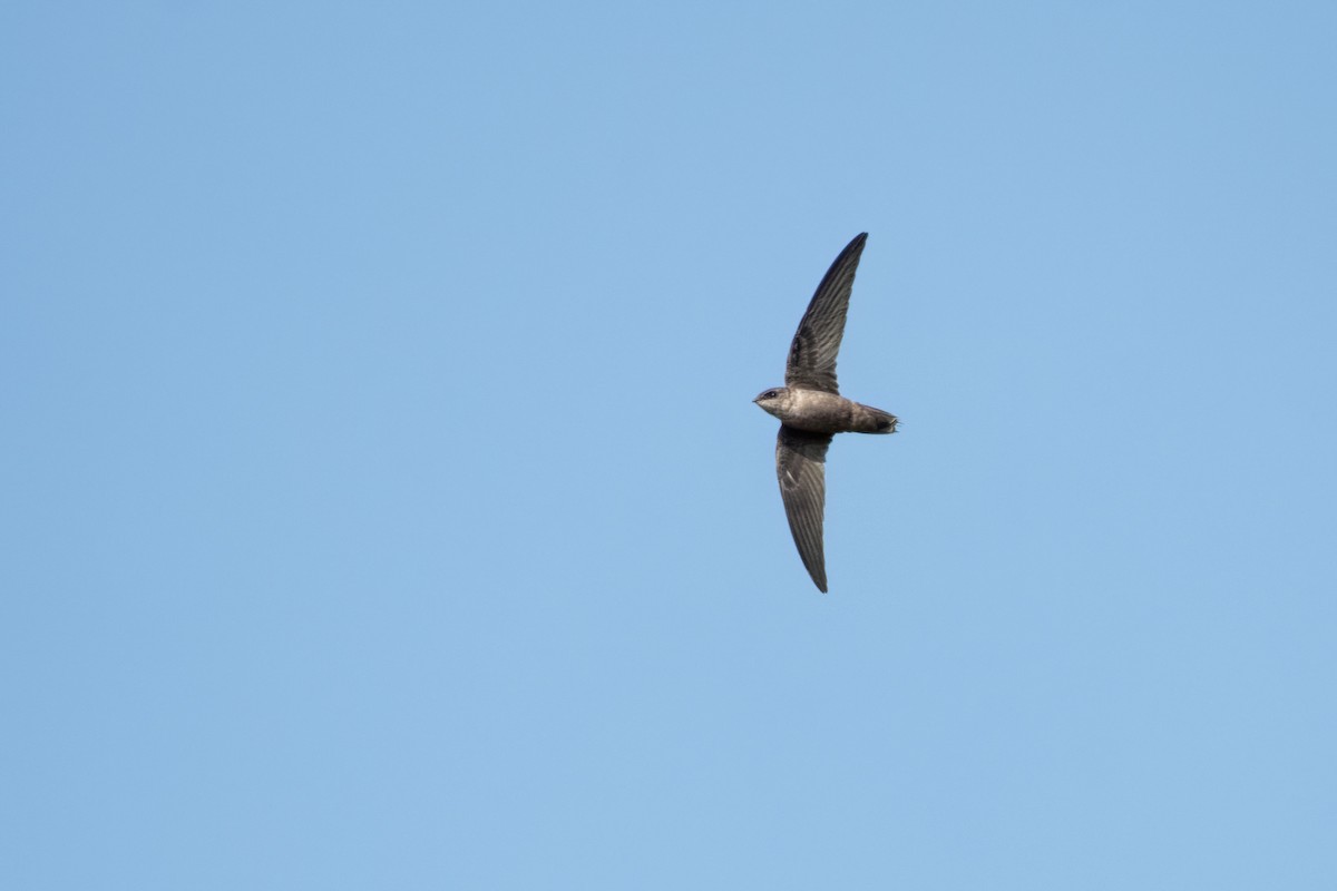 Chimney Swift - ML266953081