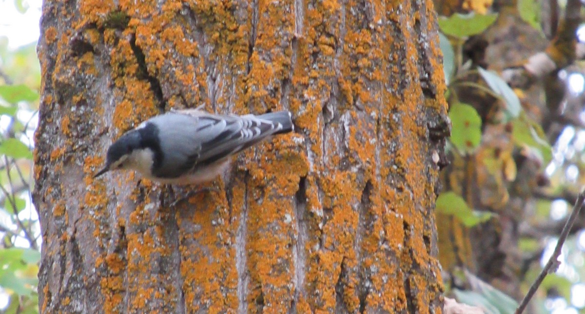White-breasted Nuthatch - ML266953191