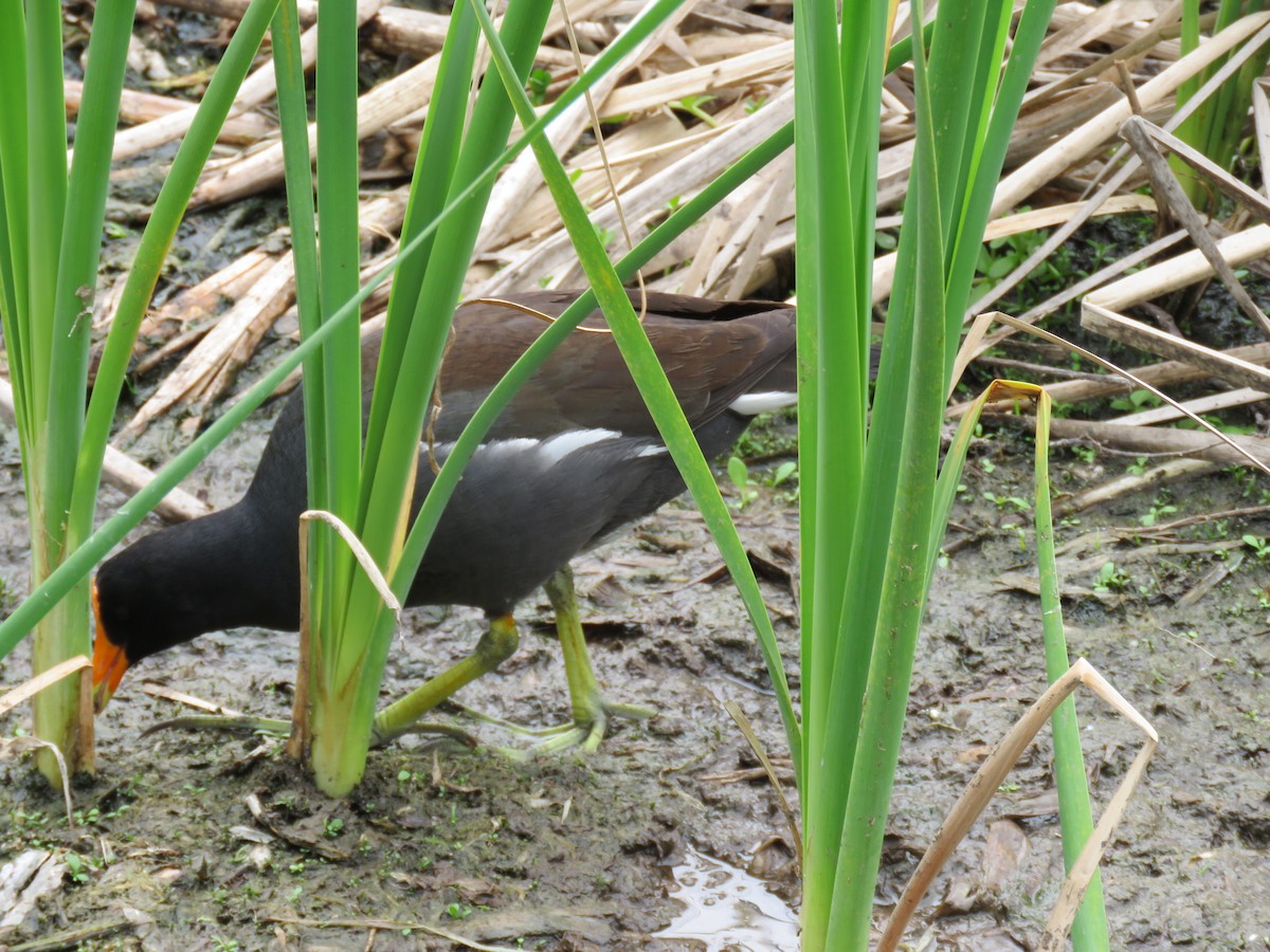 Gallinule d'Amérique - ML26695321