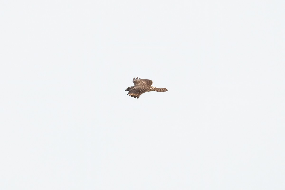 Red-shouldered Hawk - ML266953401