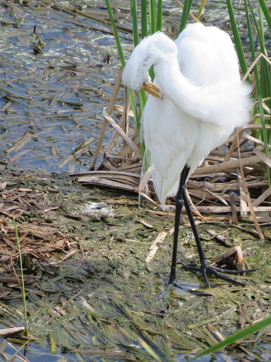 Great Egret - ML26695341