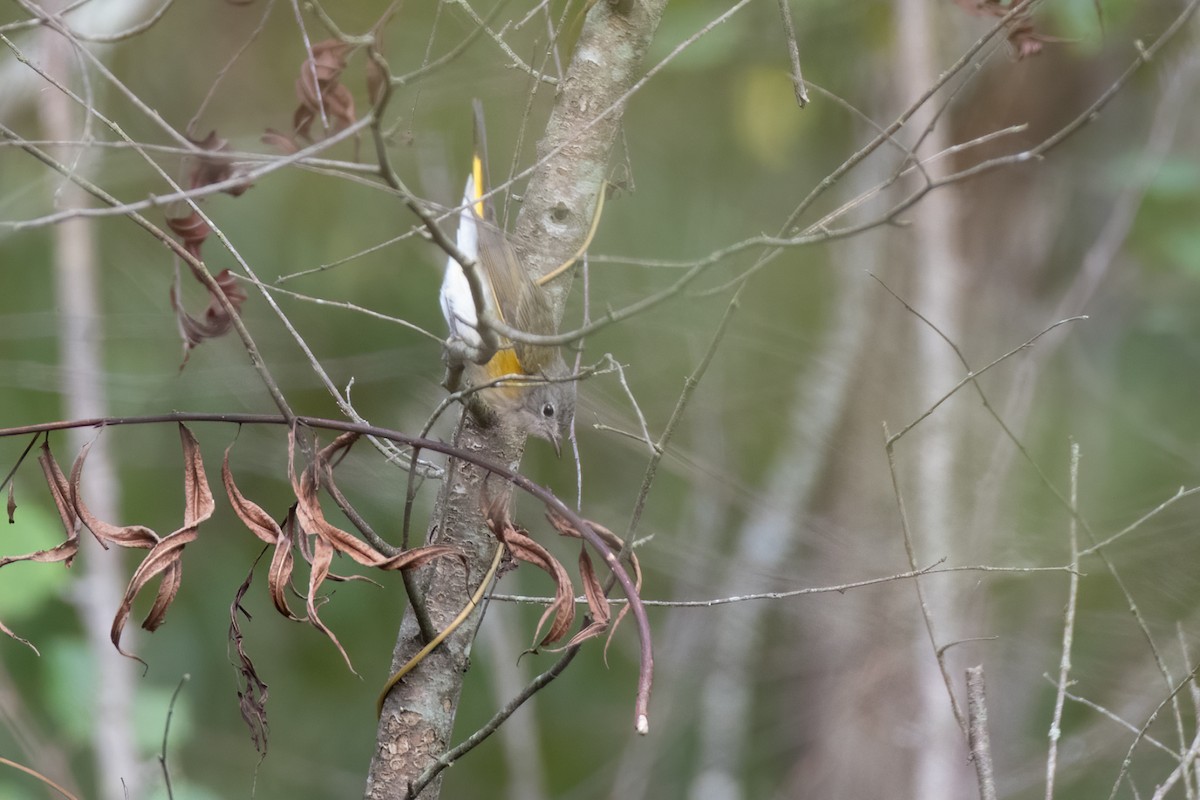 American Redstart - ML266953471