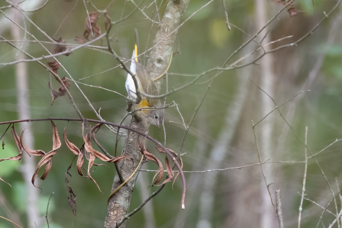 American Redstart - ML266953471