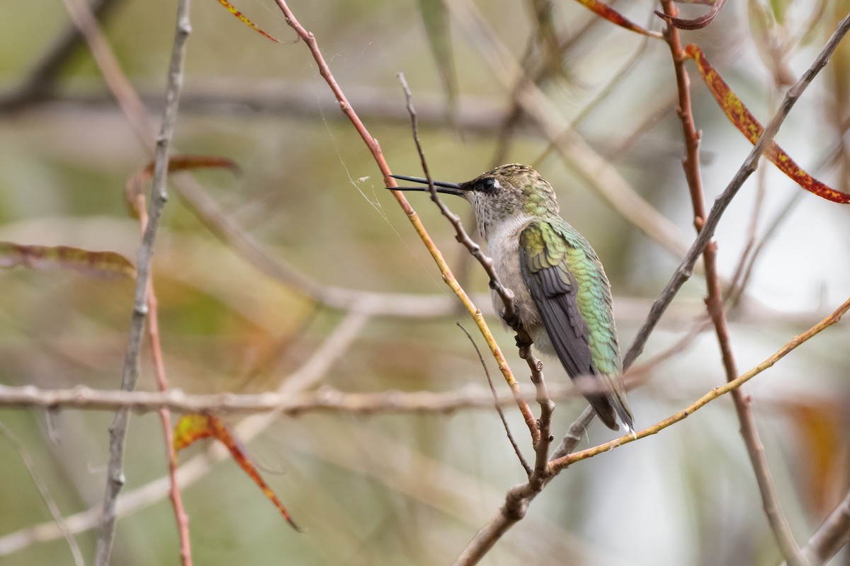 Ruby-throated Hummingbird - ML266953531