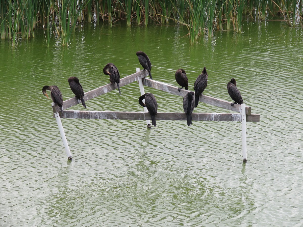 Cormorán Biguá - ML26695361