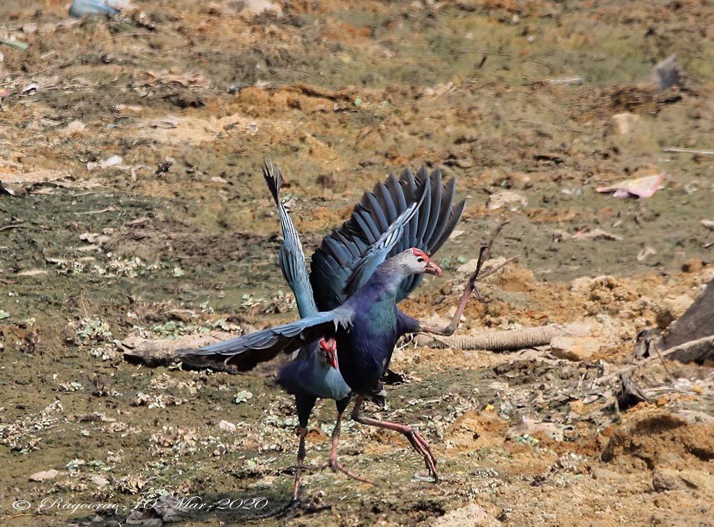 Gray-headed Swamphen - ML266954961