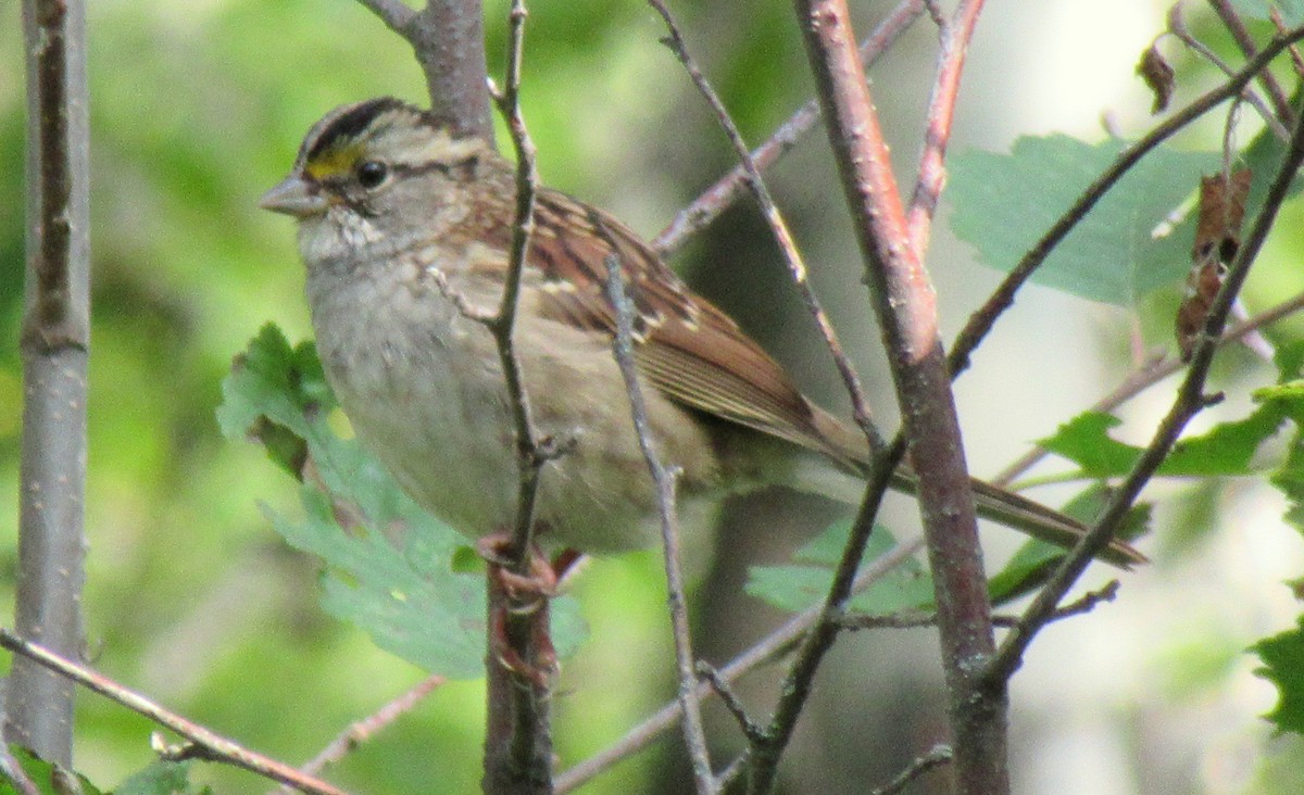 White-throated Sparrow - ML266955171