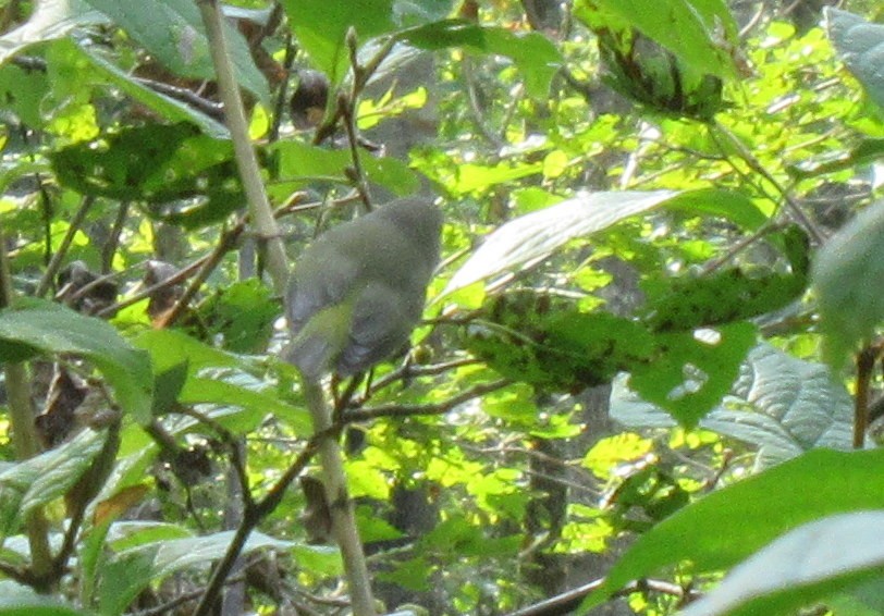 Orange-crowned Warbler (Gray-headed) - ML266955181